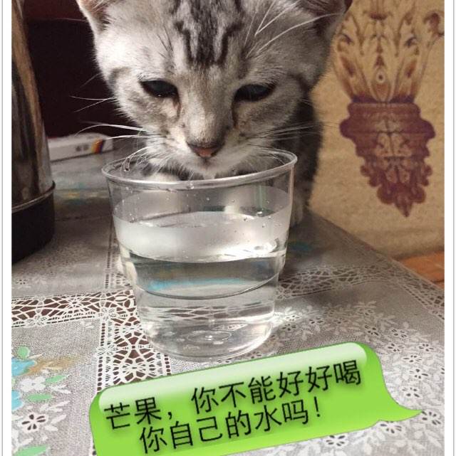 一比一仿费城大学文凭毕业证